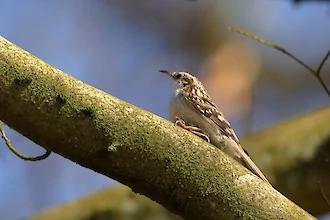 Eurasian treecreeper (Certhia familiaris)