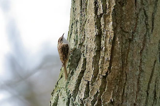 Eurasian treecreeper (Certhia familiaris)