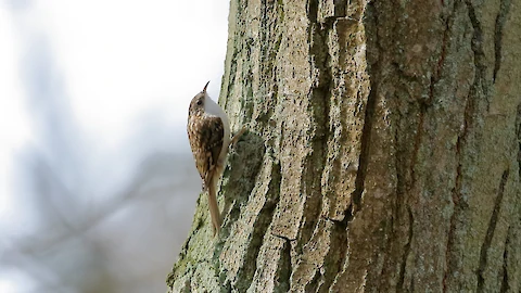 Eurasian treecreeper (Certhia familiaris)