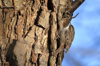 Eurasian treecreeper (Certhia familiaris)