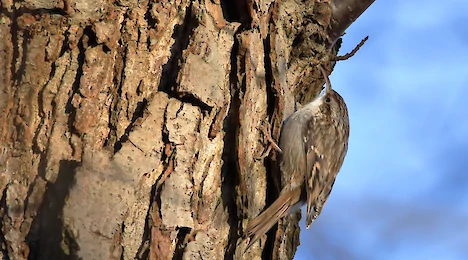 Nuthatches & treecreepers