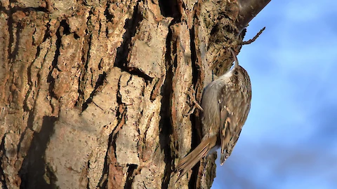 Eurasian treecreeper (Certhia familiaris)
