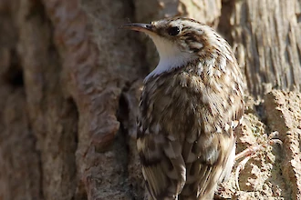 Eurasian treecreeper (Certhia familiaris)