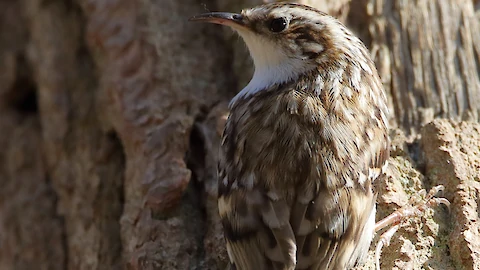 Eurasian treecreeper (Certhia familiaris)