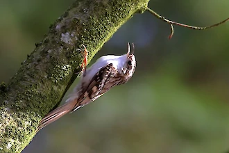 Eurasian treecreeper (Certhia familiaris)