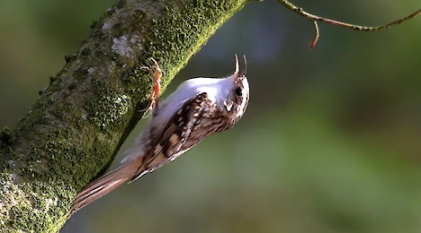 Nuthatches & treecreepers