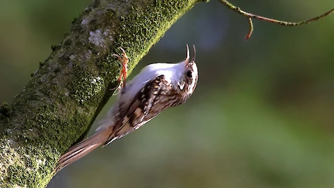 Eurasian treecreeper (Certhia familiaris)