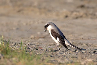 Lesser grey shrike (Lanius minor)