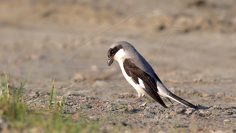 Lesser grey shrike (Lanius minor)