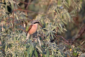 Red-backed shrike (Lanius collurio)