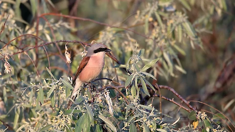 Red-backed shrike (Lanius collurio)