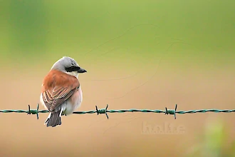 Red-backed shrike (Lanius collurio)