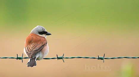 Shrikes