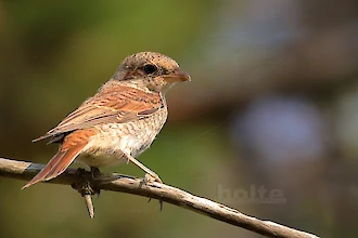 Red-backed shrike (Lanius collurio)