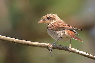Red-backed shrike (Lanius collurio)