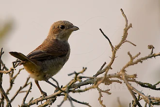 Red-backed shrike (Lanius collurio)