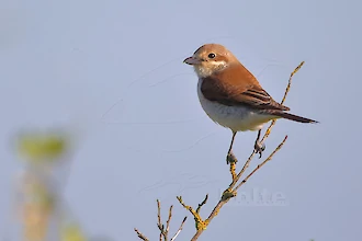 Red-backed shrike (Lanius collurio)