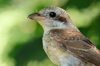 Red-backed shrike (Lanius collurio)