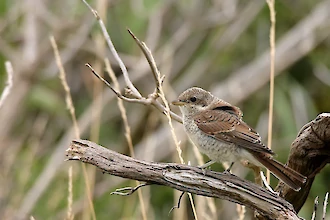 Red-backed shrike (Lanius collurio)
