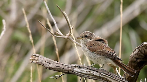 Red-backed shrike (Lanius collurio)