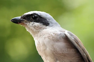 Red-backed shrike (Lanius collurio)