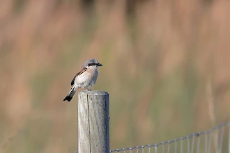 Red-backed shrike (Lanius collurio)