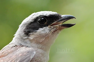 Red-backed shrike (Lanius collurio)