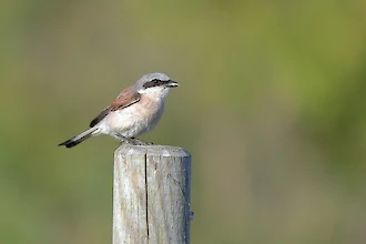 Red-backed shrike (Lanius collurio)
