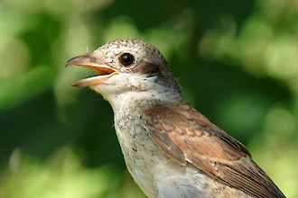 Red-backed shrike (Lanius collurio)