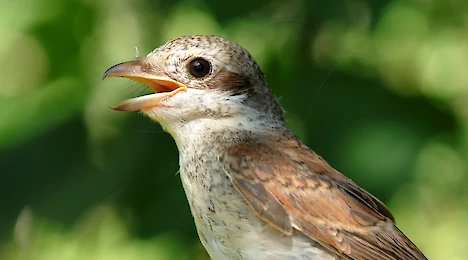 Shrikes