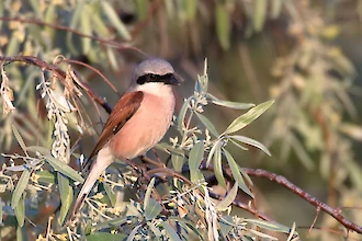 Red-backed shrike (Lanius collurio)