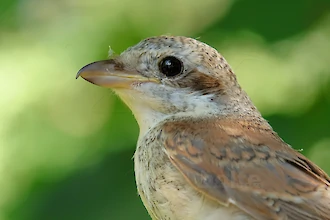 Red-backed shrike (Lanius collurio)