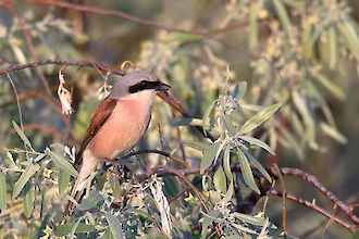 Red-backed shrike (Lanius collurio)