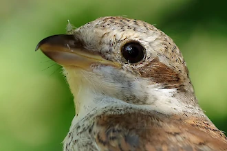 Red-backed shrike (Lanius collurio)