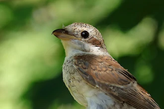 Red-backed shrike (Lanius collurio)