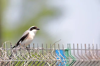 Lesser grey shrike (Lanius minor)