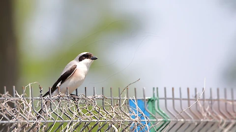 Lesser grey shrike (Lanius minor)