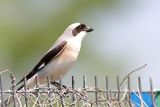 Lesser grey shrike (Lanius minor)