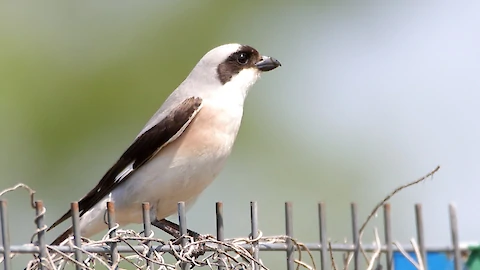 Lesser grey shrike (Lanius minor)