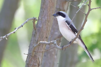 Lesser grey shrike (Lanius minor)