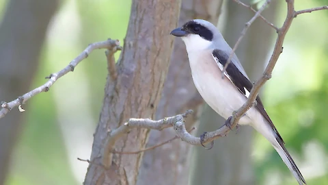 Lesser grey shrike (Lanius minor)