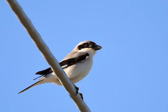 Lesser grey shrike (Lanius minor)