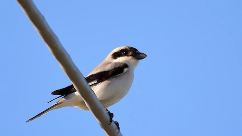 Lesser grey shrike (Lanius minor)