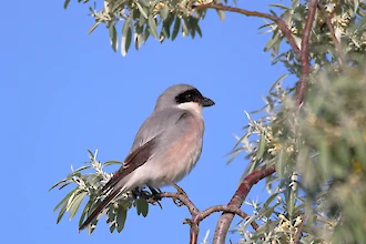 Lesser grey shrike (Lanius minor)