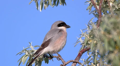 Shrikes