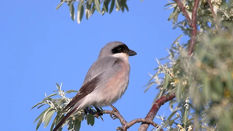 Lesser grey shrike (Lanius minor)