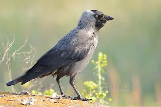 Dohle (Coleolus monedula)