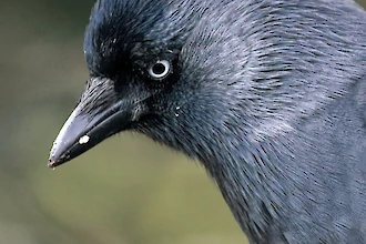 Dohle (Coleolus monedula)