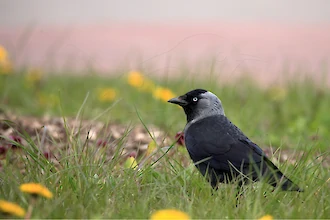 Dohle (Coleolus monedula)