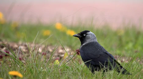 Krähen
